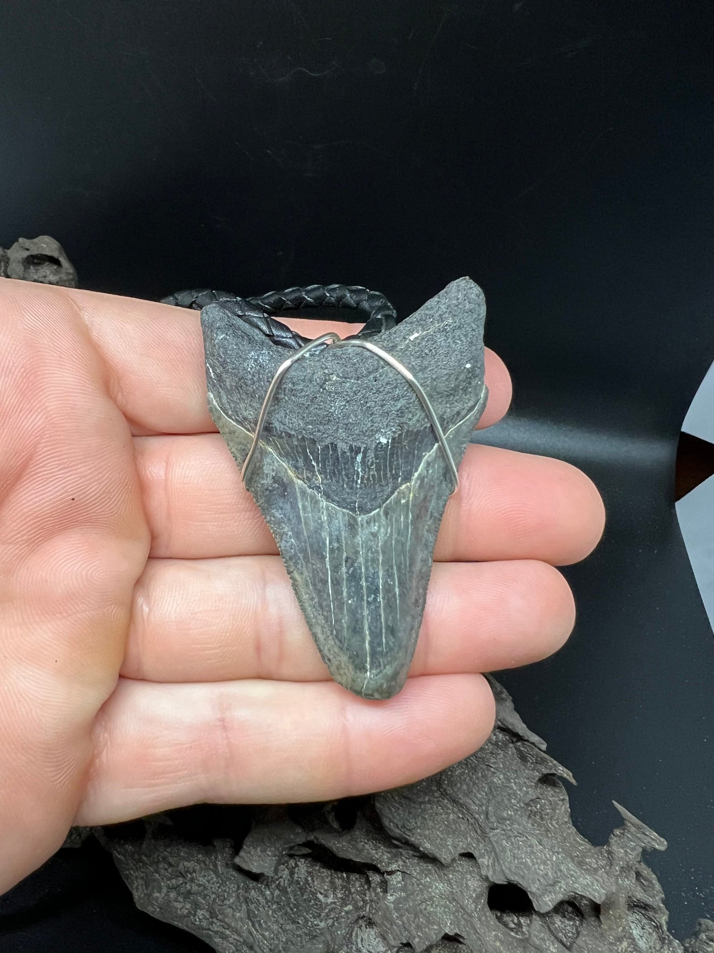 Fossilized Megalodon Shark Tooth Necklace 2.6 inches