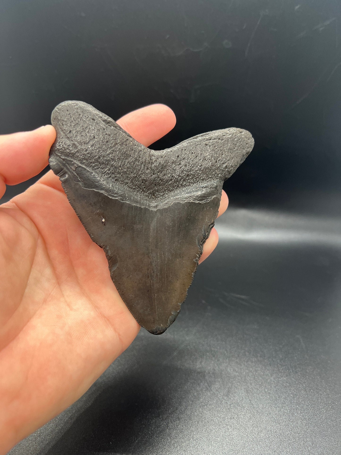 Genuine Megalodon Shark Tooth.  4.7 Inches