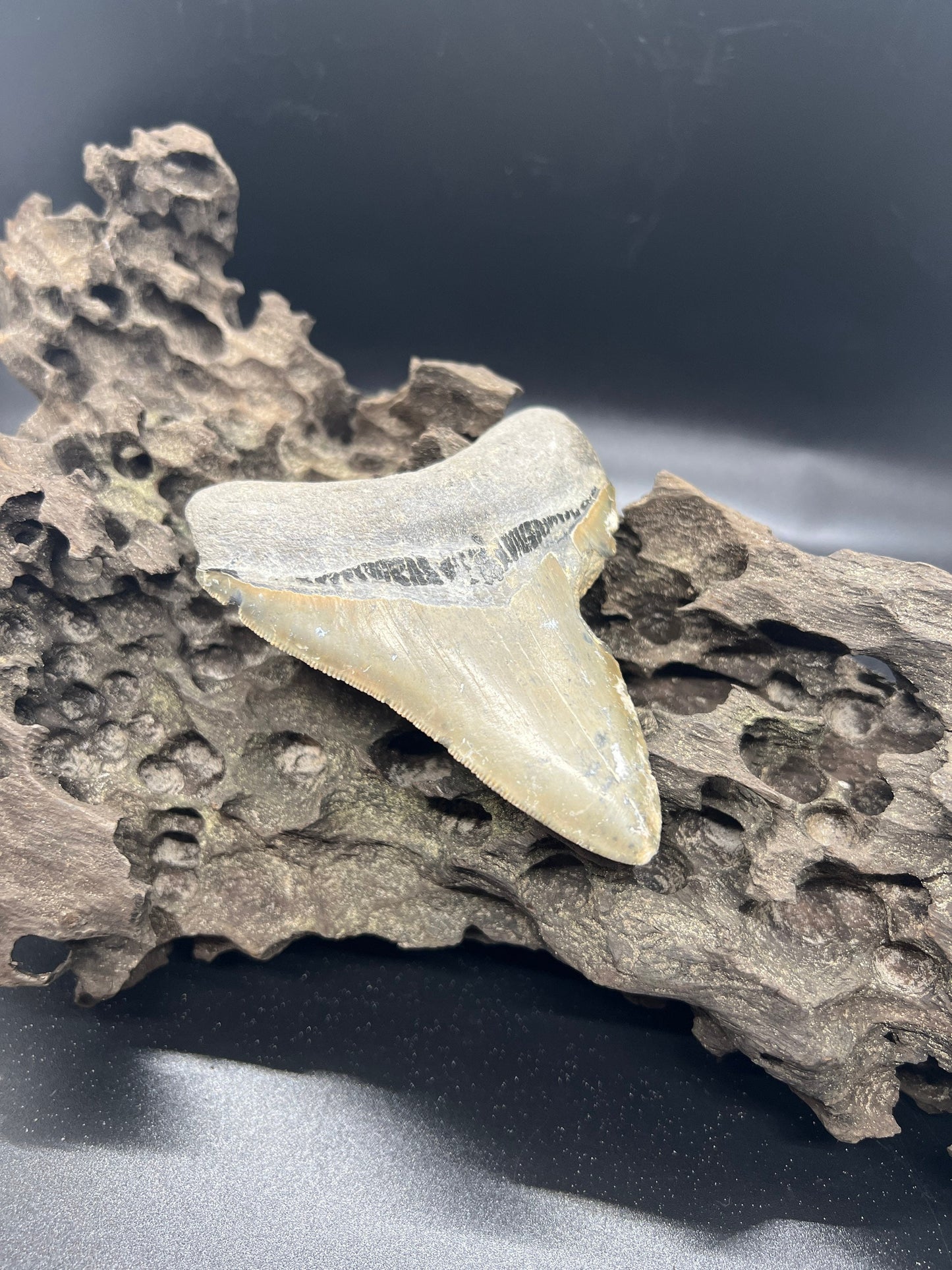 Genuine Megalodon Shark Tooth.  3.9 Inches