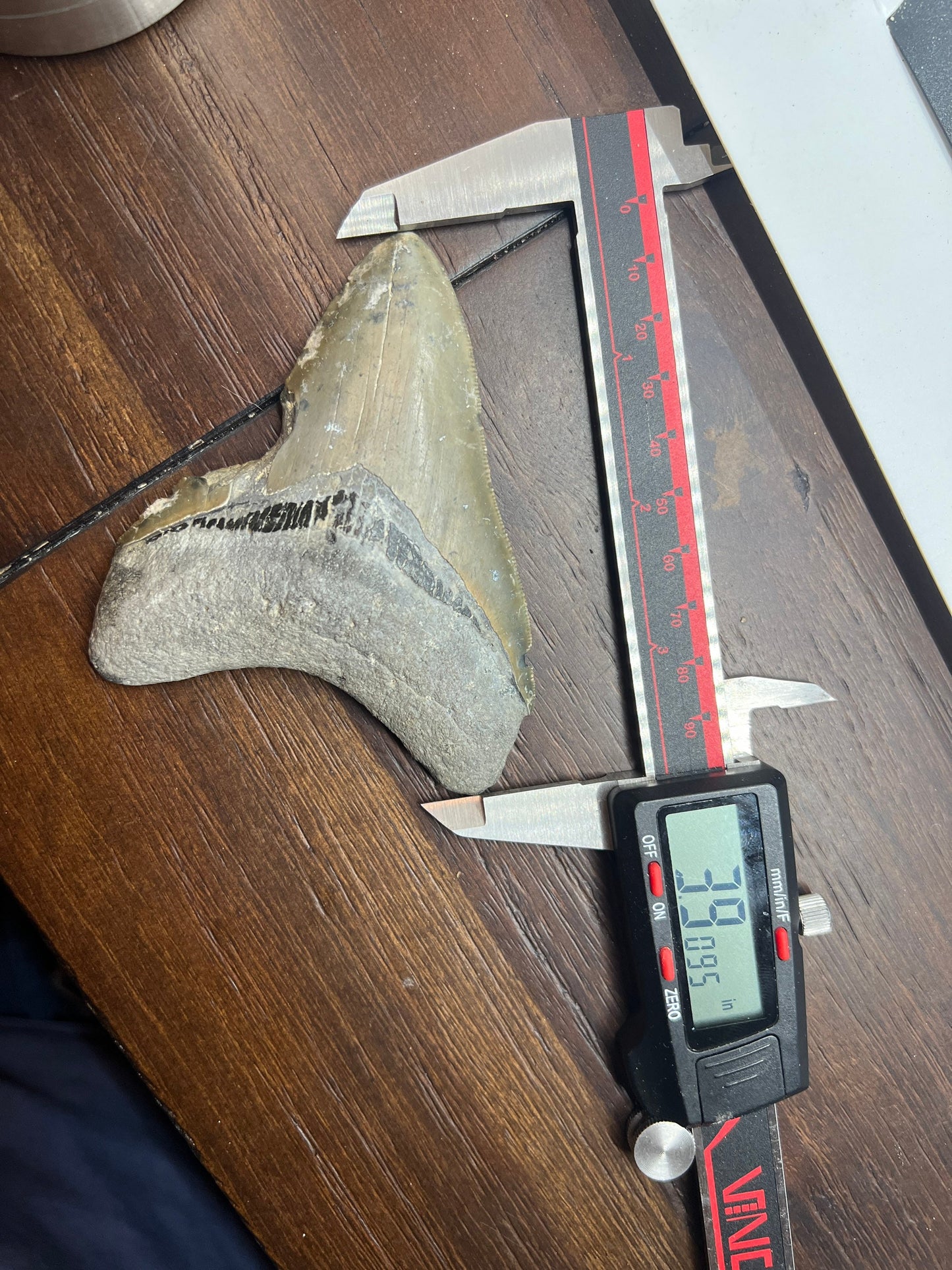 Genuine Megalodon Shark Tooth.  3.9 Inches