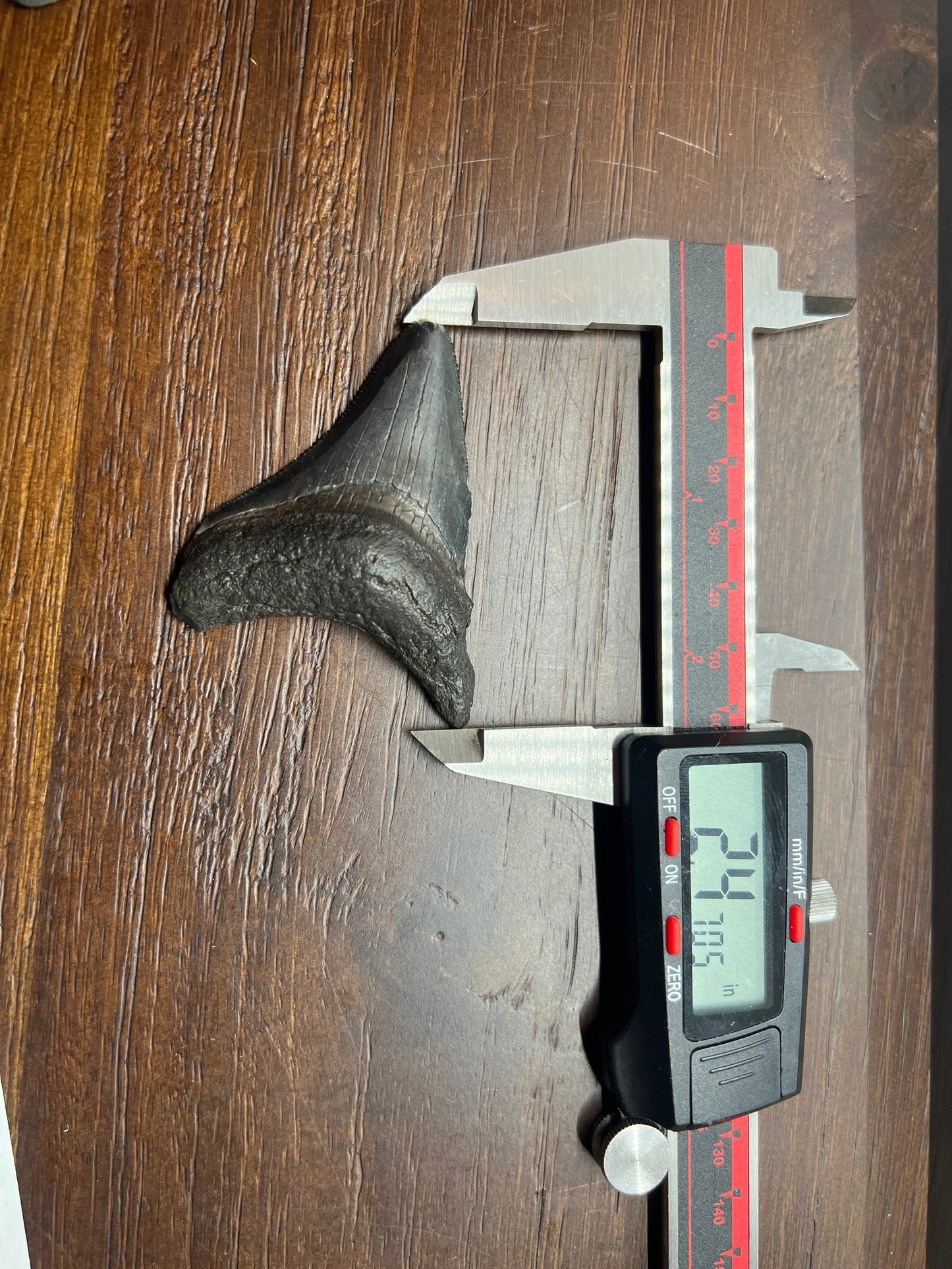 Megalodon Shark Tooth - Fossil Megalodon Tooth - Megalodon Tooth