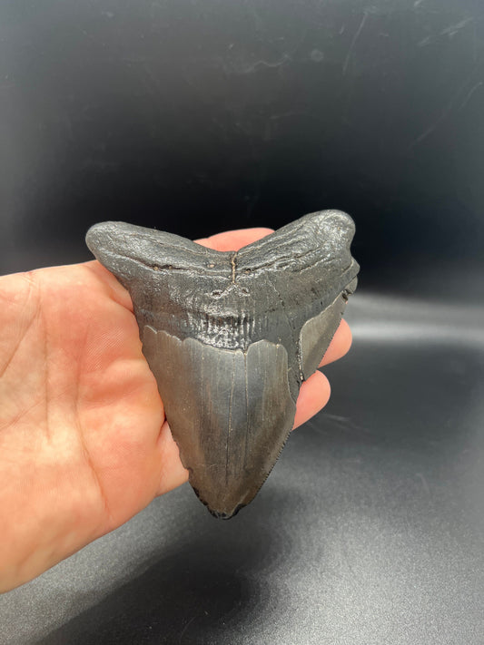 Genuine Megalodon Shark Tooth.  4.7 Inches
