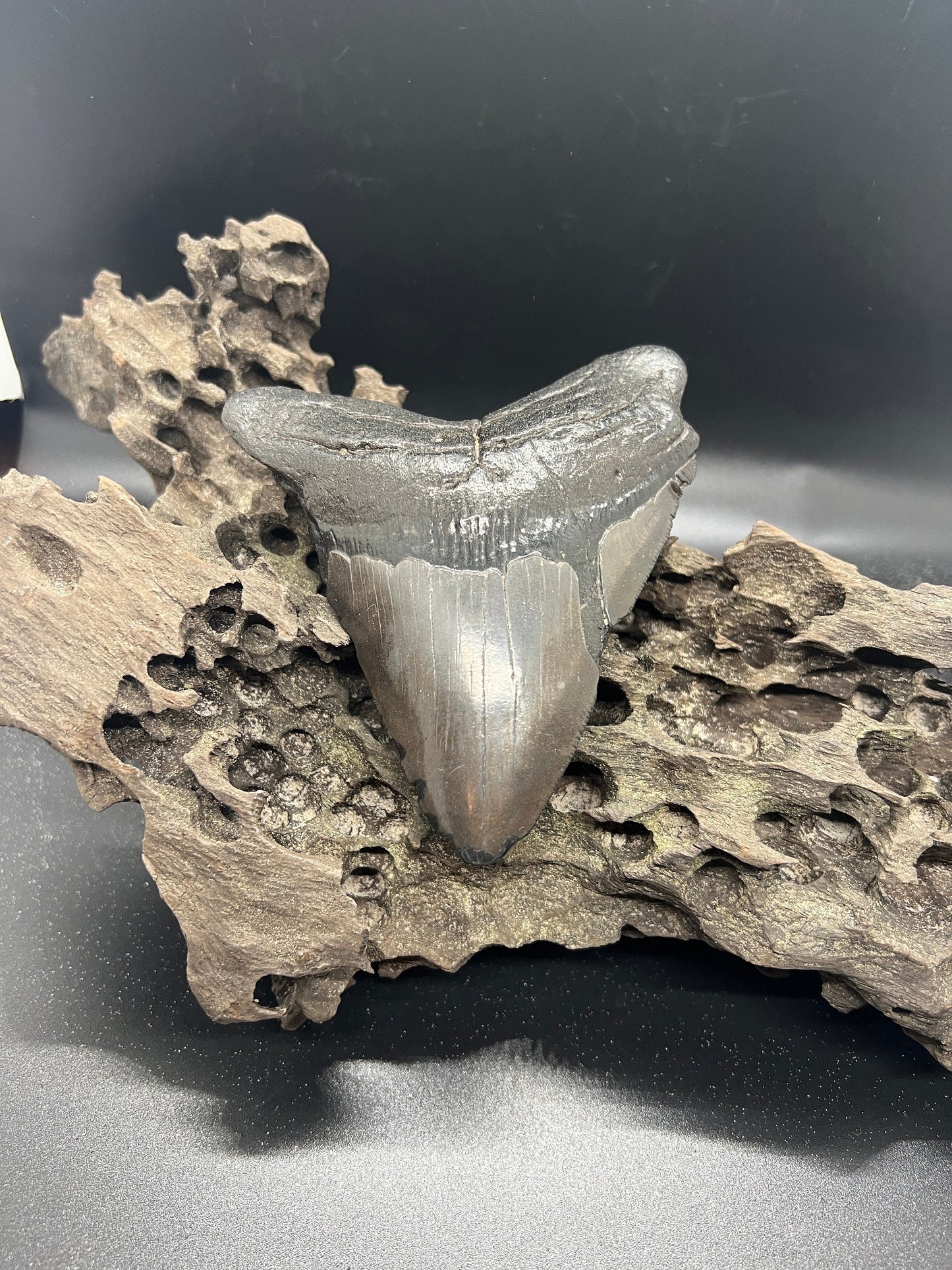 Genuine Megalodon Shark Tooth.  4.7 Inches