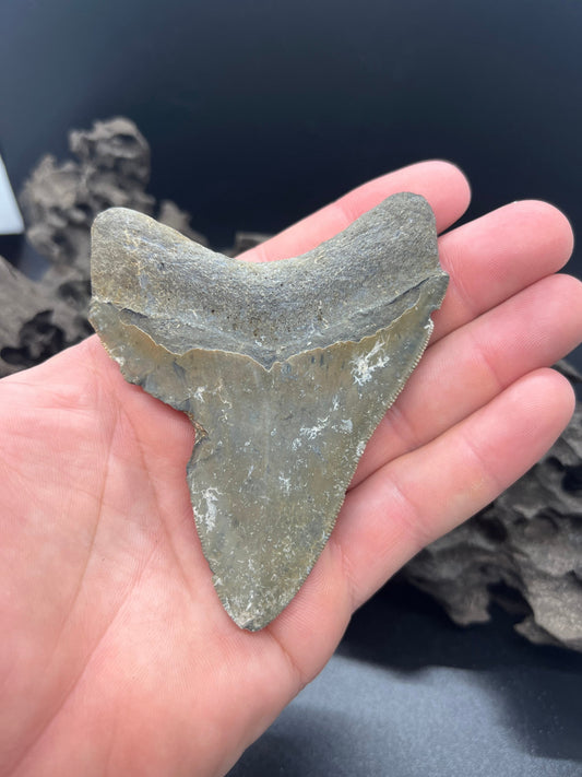 Genuine Megalodon Shark Tooth.  3.9 Inches