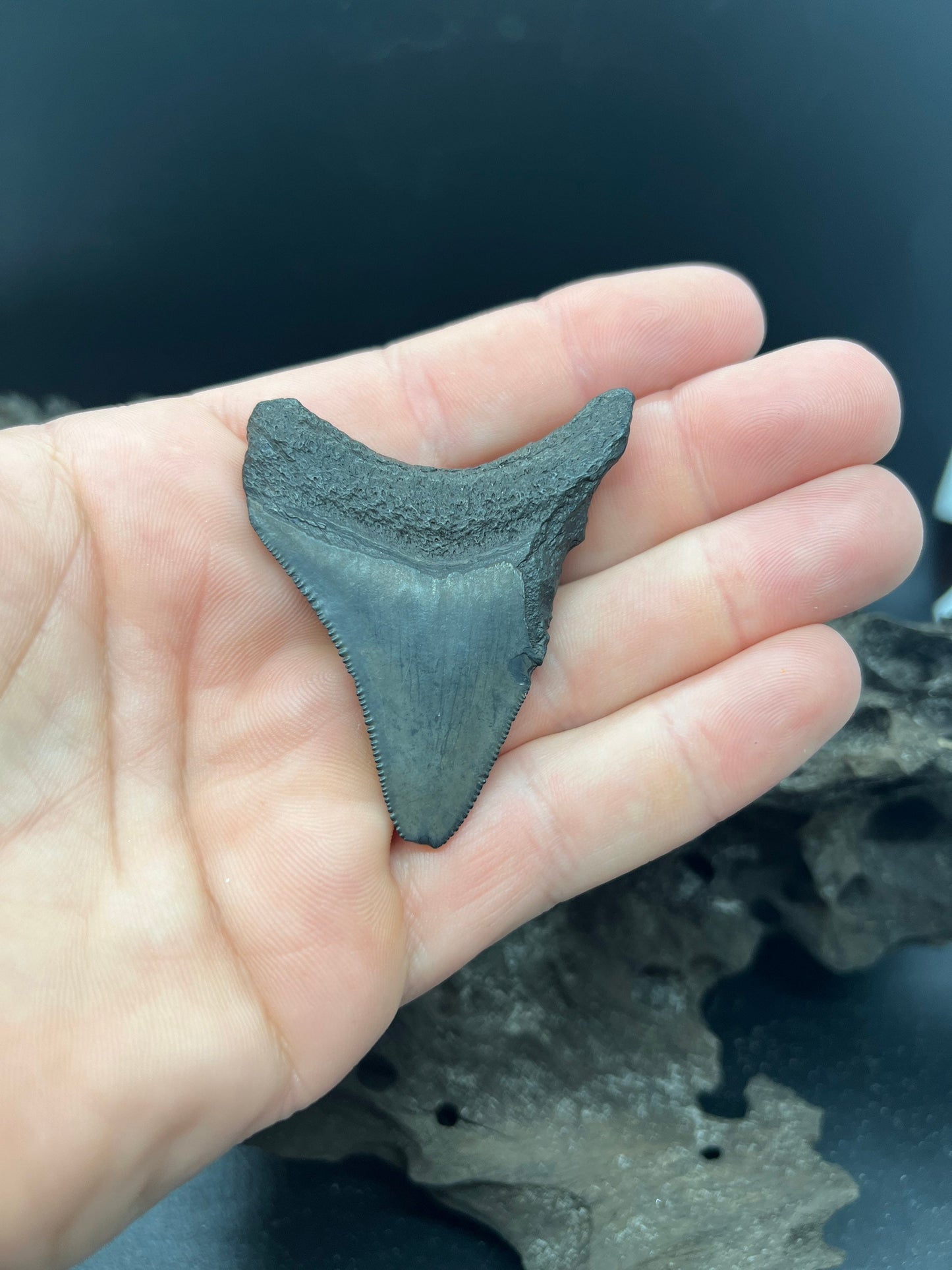 Megalodon Shark Tooth - Fossil Megalodon Tooth - Megalodon Tooth
