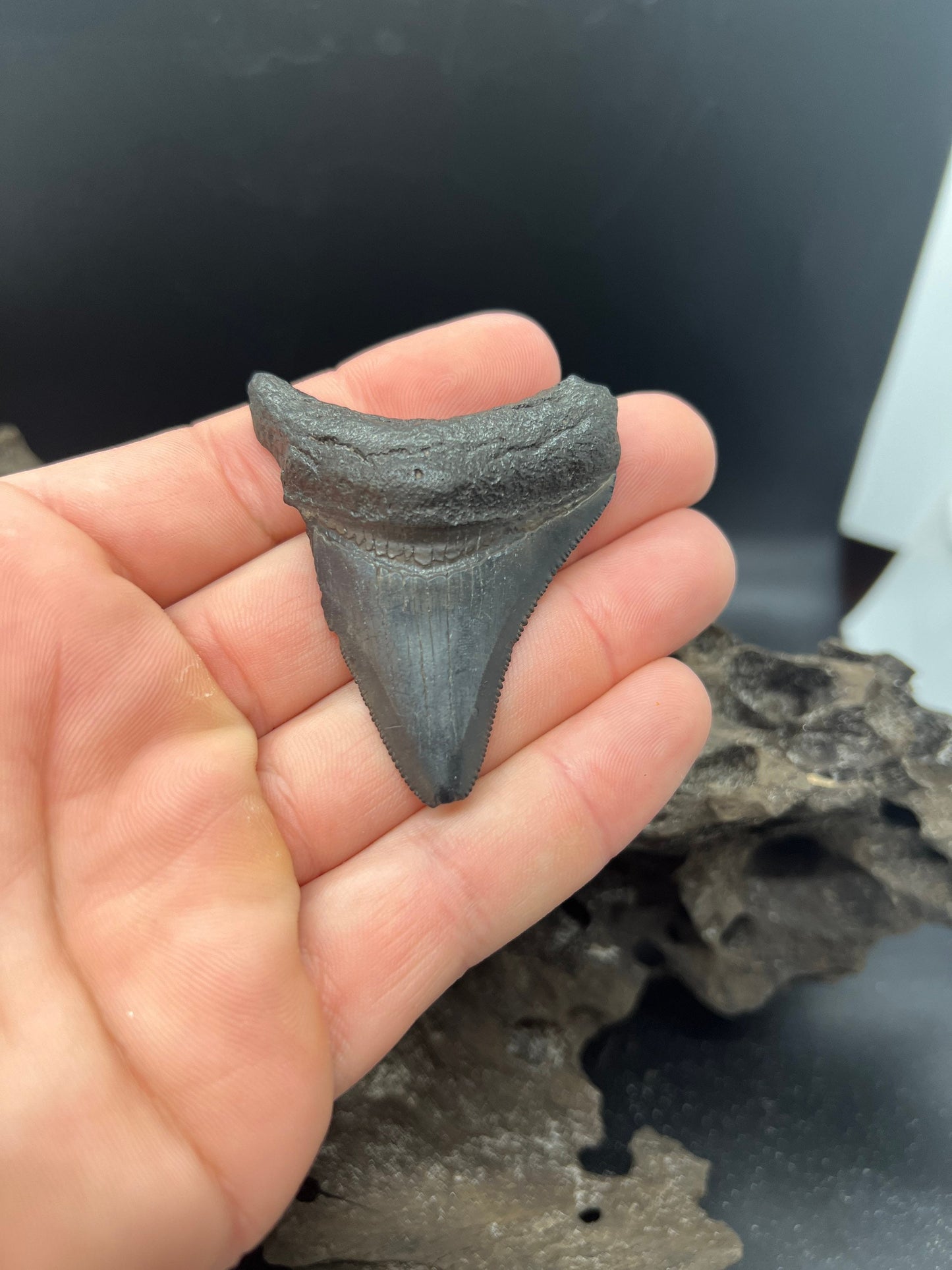 Megalodon Shark Tooth - Fossil Megalodon Tooth - Megalodon Tooth