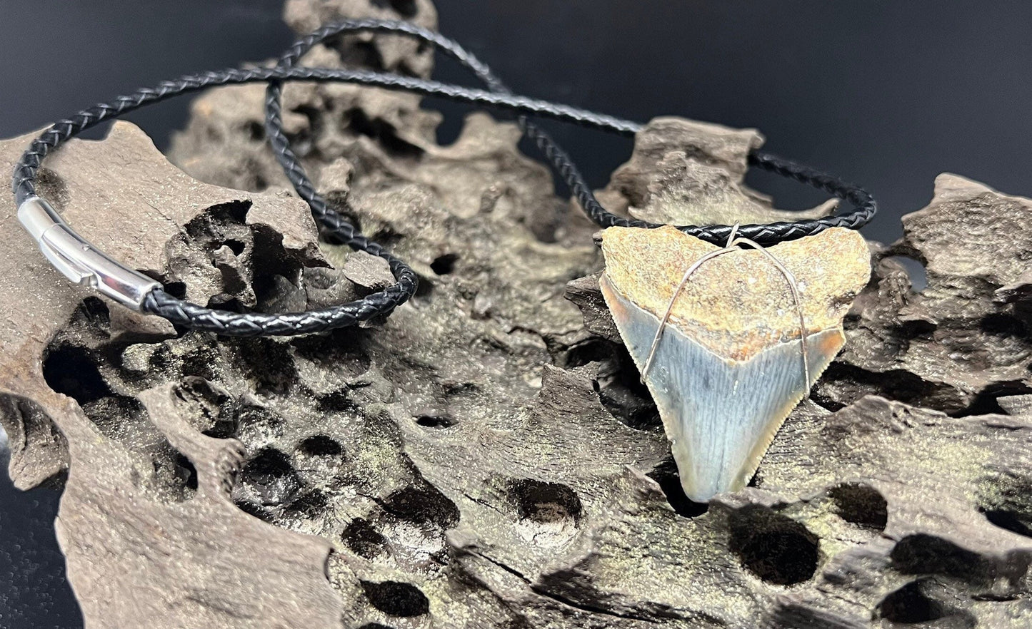 Juvenile Fossilized Megalodon Shark Tooth Necklace 1.8 inches